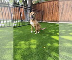 Small #1 Boxer Mix