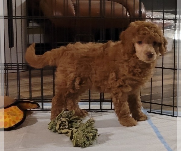 Medium Photo #5 Poodle (Miniature) Puppy For Sale in PIONEER, CA, USA