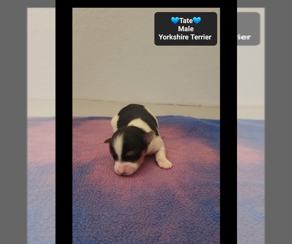 Medium Photo #2 Yorkshire Terrier Puppy For Sale in TUCSON, AZ, USA