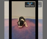 Tate - Male Yorkshire Terrier Puppy for Sale - Photo #2