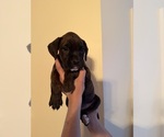 Puppy Puppy 2 Boxer