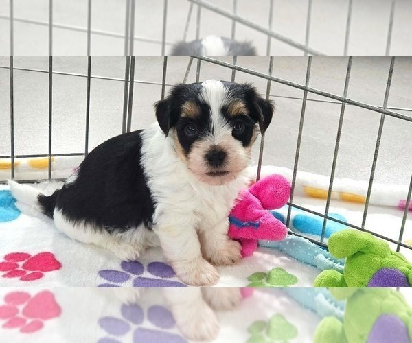Medium Photo #1 Havashire Puppy For Sale in ORO VALLEY, AZ, USA