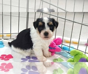 Havashire Puppy for sale in ORO VALLEY, AZ, USA