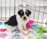 Image preview for Ad Listing. Nickname: Bruno