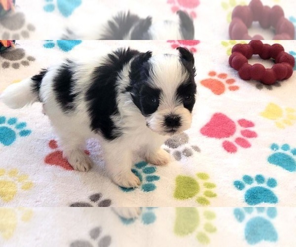Medium Photo #12 Papitese Puppy For Sale in ORO VALLEY, AZ, USA