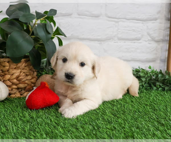 Medium Photo #1 English Cream Golden Retriever Puppy For Sale in SYRACUSE, IN, USA