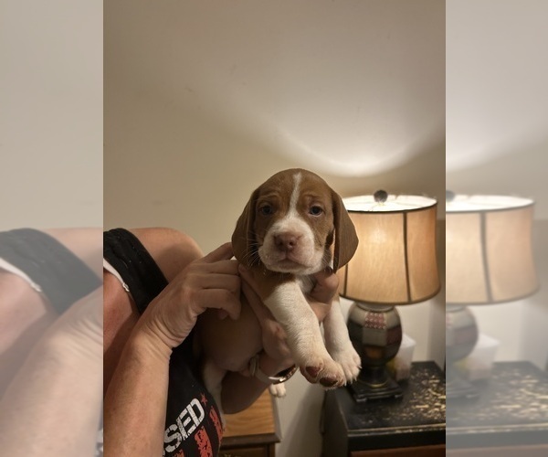 Medium Photo #4 Beabull-Beagle Mix Puppy For Sale in HILLSBOROUGH, NJ, USA