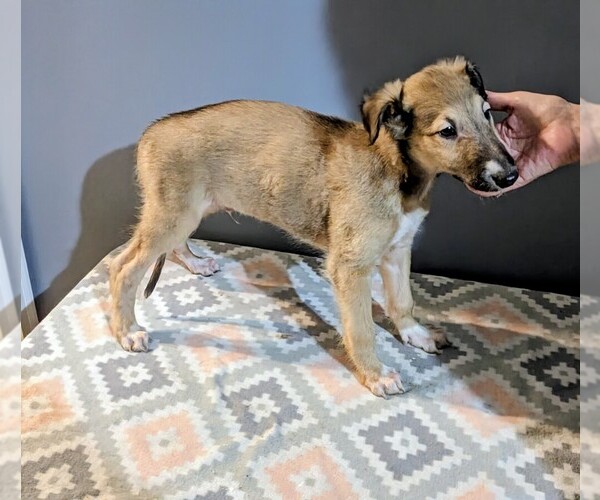 Medium Photo #14 Borzoi Puppy For Sale in FULTON, NY, USA