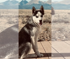 Siberian Husky Dog for Adoption in WESTCLIFFE, Colorado USA