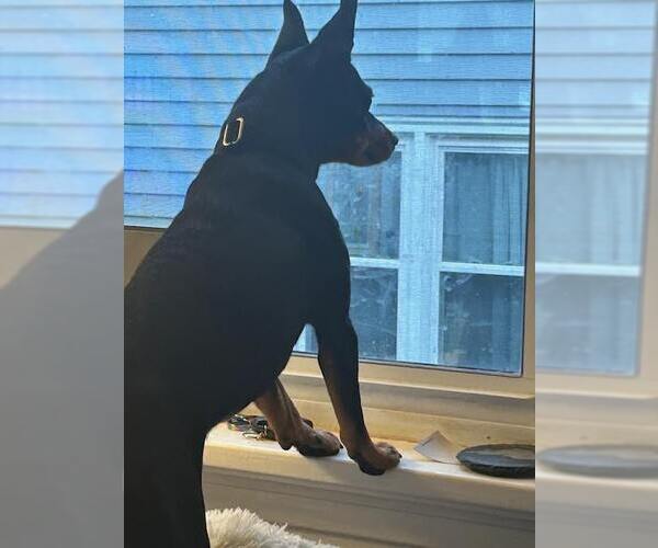 Medium Photo #6 Chipin Puppy For Sale in Princeton, MN, USA