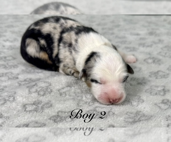 Medium Photo #25 Australian Shepherd Puppy For Sale in SALISBURY, NC, USA