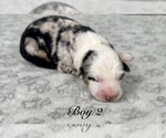 Small Photo #25 Australian Shepherd Puppy For Sale in SALISBURY, NC, USA