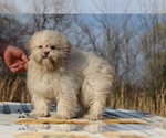 Small #13 ShihPoo