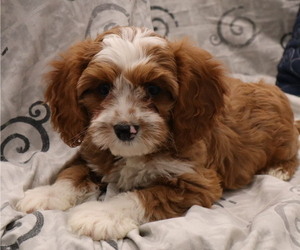 Cavapoo Puppy for Sale in THORP, Wisconsin USA