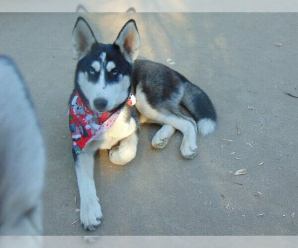 Medium Photo #5 Siberian Husky-Unknown Mix Puppy For Sale in Pacific grove , CA, USA