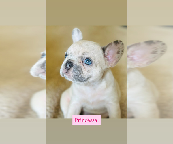 Medium Photo #1 French Bulldog Puppy For Sale in LAS VEGAS, NV, USA