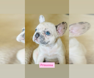 French Bulldog Puppy for Sale in LAS VEGAS, Nevada USA