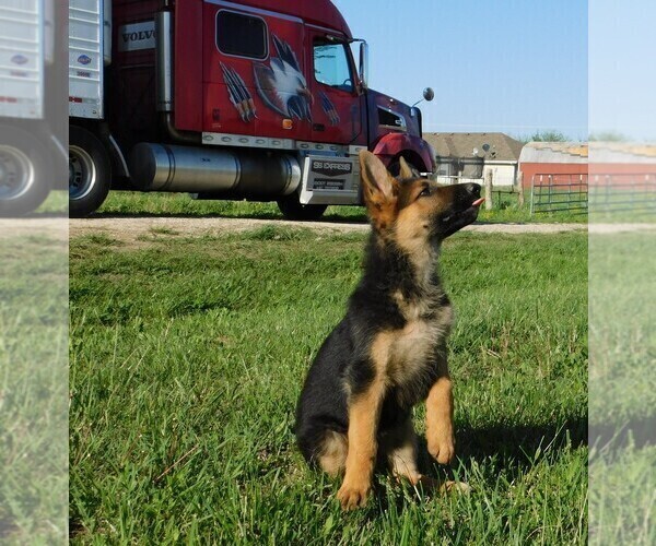 Medium Photo #7 German Shepherd Dog Puppy For Sale in MORRISVILLE, MO, USA