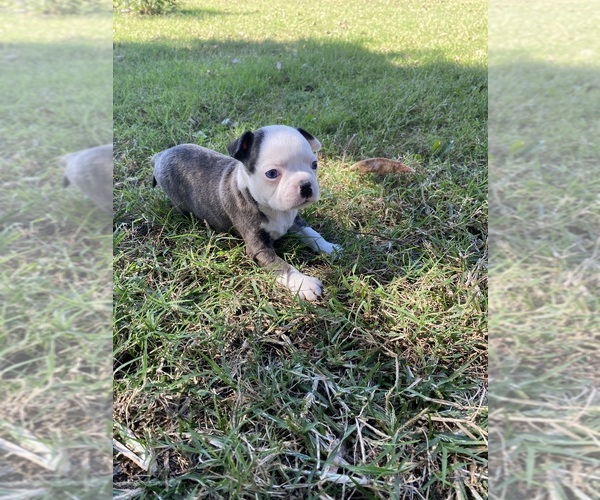 Medium Photo #10 Boston Terrier Puppy For Sale in FREDONIA, KS, USA