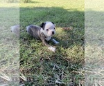 Small #9 Boston Terrier