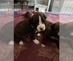 Small #2 Boxer