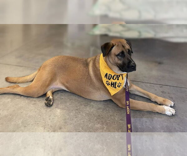 Medium Photo #3 Mutt Puppy For Sale in Cliffwood, NJ, USA