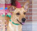 Small Dachshund Mix