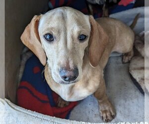 Chiweenie Dogs for adoption in Golden Valley, AZ, USA