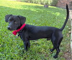 Small Photo #4 Chiweenie Puppy For Sale in Boonton, NJ, USA