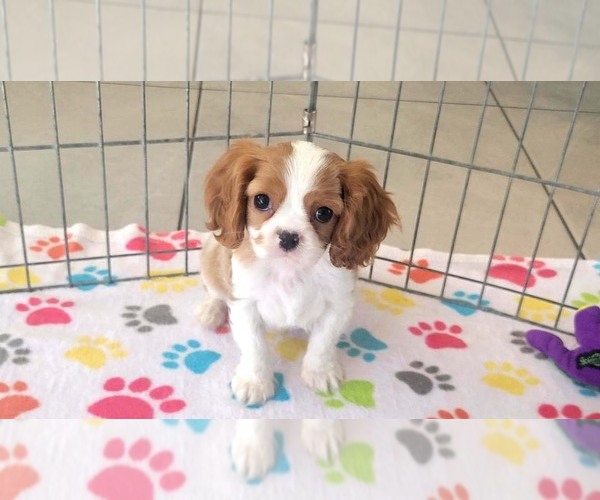 Medium Photo #12 Cavalier King Charles Spaniel Puppy For Sale in ORO VALLEY, AZ, USA
