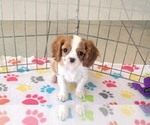 Small #11 Cavalier King Charles Spaniel