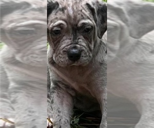 Neapolitan Mastiff-Presa Canario Mix Puppy for sale in MYRTLE BEACH, SC, USA