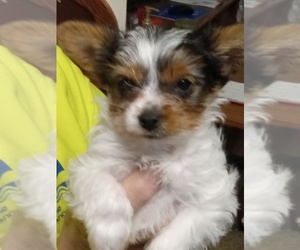 Yorkshire Terrier Puppy for sale in JAMAICA, IA, USA