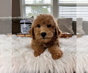 Goldendoodle (Miniature) Puppy for sale in INDIANAPOLIS, IN, USA