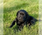 Small Photo #35 Labrador Retriever Puppy For Sale in FREDERICKSBG, OH, USA