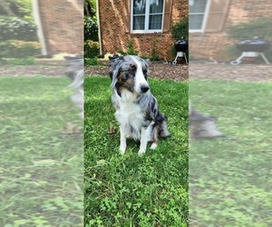 Mother of the Aussiedoodle puppies born on 05/01/2025