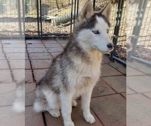 Siberian Husky Puppy for sale in SANDY HOOK, KY, USA
