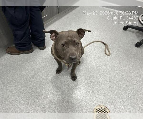 Medium Photo #1 American Pit Bull Terrier Puppy For Sale in Ocala, FL, USA