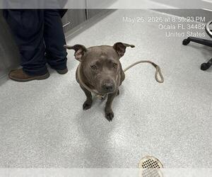 American Pit Bull Terrier Dogs for adoption in Ocala, FL, USA