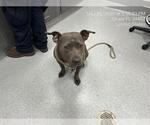 Small American Pit Bull Terrier