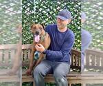 Small American Staffordshire Terrier