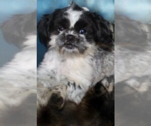 Father of the Shih Tzu puppies born on 06/27/2025