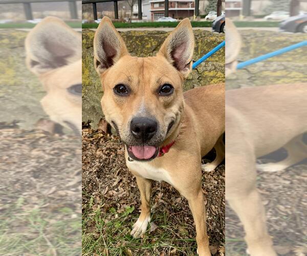 Medium Photo #6 Shiba Inu-Unknown Mix Puppy For Sale in Springdale, PA, USA