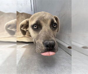 American Pit Bull Terrier-Unknown Mix Dogs for adoption in Waco, TX, USA