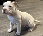 Small #3 American Bully