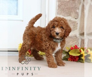 Goldendoodle (Miniature) Puppy for sale in GORDONVILLE, PA, USA