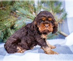 Small #8 Cocker Spaniel