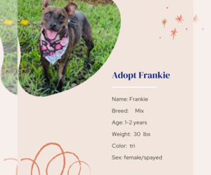 Mutt Dogs for adoption in Naples, FL, USA