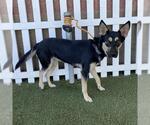 Small German Shepherd Dog