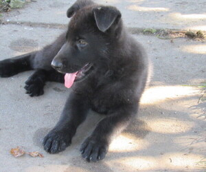 German Shepherd Dog Puppy for sale in COLUMBUS, NE, USA